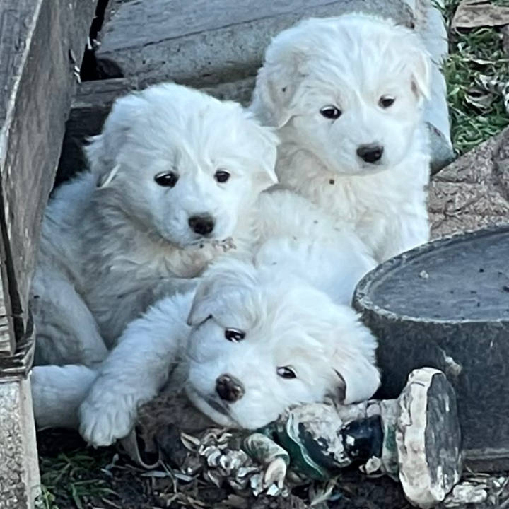 Great Pyrenees Puppies